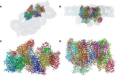 Structure of native photosystem II assembly intermediate from Chlamydomonas reinhardtii